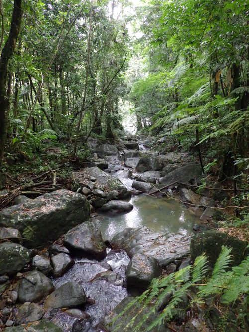 Yunque National Forest- Imgp1003 — Yunque National Forest, Puerto Rico
