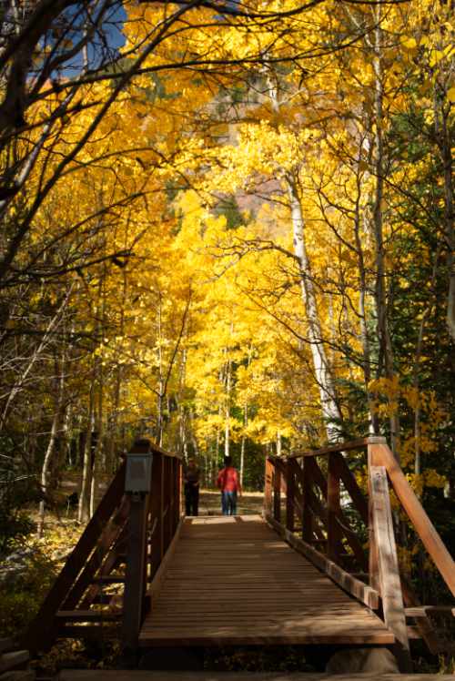 Bridge, Fall coloors 2025