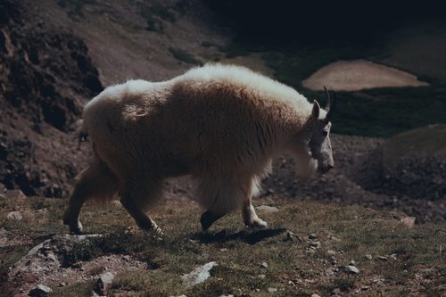 Goat Grays Peak CO — Toreys & Gray's Peak, Colorado