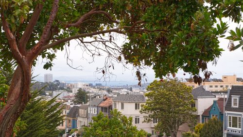 Imgp2054 Bay Tree — San Francisco, California