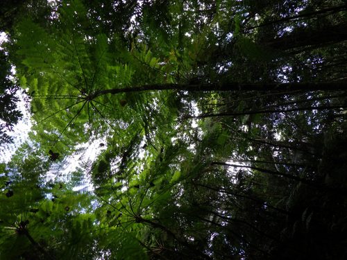 Yunque National Forest - img0991 — Yunque National Forest, Puerto Rico